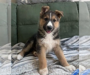 German Shepherd Dog Puppy for sale in MORENO VALLEY, CA, USA