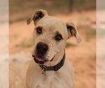 Small Photo #131 Boxador Puppy For Sale in Kanab, UT, USA