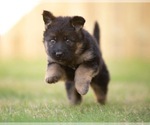 Small #2 German Shepherd Dog