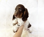 Small #3 Dachshund