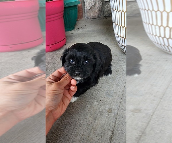 Medium Photo #2 Shih-Poo Puppy For Sale in GREENWOOD, WI, USA