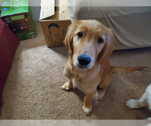 English Cream Golden Retriever Puppy for sale in CINCINNATI, OH, USA