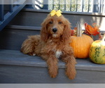 Small #1 Goldendoodle (Miniature)
