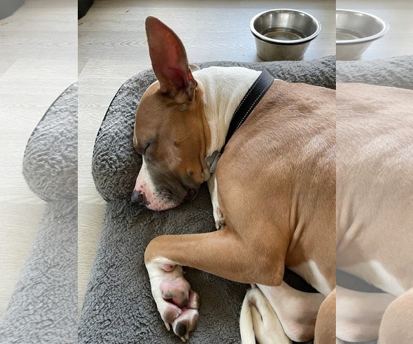 Medium Photo #3 American Staffordshire Terrier-Boxer Mix Puppy For Sale in Holly Springs, NC, USA