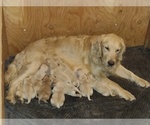 Small Photo #1 Golden Retriever Puppy For Sale in PORTLAND, OR, USA