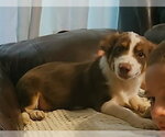 Small #1 Australian Shepherd-Chihuahua Mix