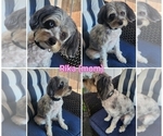 Small Photo #1 Aussie-Poo Puppy For Sale in CANYON LAKE, CA, USA