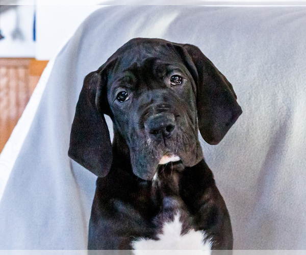 Medium Photo #3 Great Dane Puppy For Sale in WAKARUSA, IN, USA