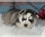 Small Photo #2 Siberian Husky Puppy For Sale in LAWNDALE, NC, USA