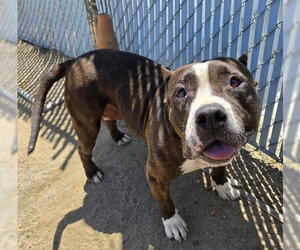 American Bulldog-Unknown Mix Dogs for adoption in Bakersfield, CA, USA
