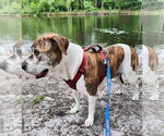 Small #3 American Staffordshire Terrier-Boxer Mix
