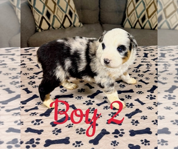 Medium Photo #16 Australian Shepherd Puppy For Sale in SALISBURY, NC, USA
