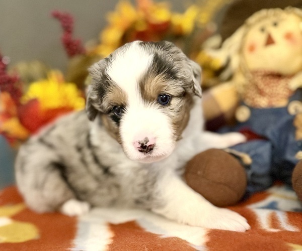 Medium Photo #24 Miniature Australian Shepherd Puppy For Sale in ANTHONY, FL, USA