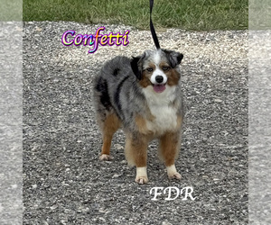 Mother of the Miniature Australian Shepherd puppies born on 12/18/2025