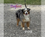 Small Photo #1 Miniature Australian Shepherd Puppy For Sale in FORESTBURG, TX, USA