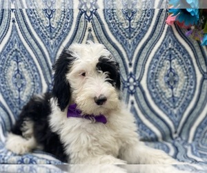 Sheepadoodle Puppy for sale in LANCASTER, PA, USA