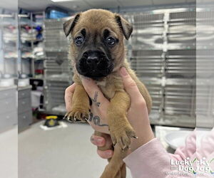 Labrador Retriever-Unknown Mix Dogs for adoption in Washington, DC, USA