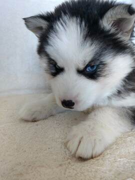 Medium Photo #7 Siberian Husky Puppy For Sale in ELLENDALE, MN, USA