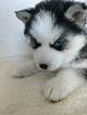 Small Photo #7 Siberian Husky Puppy For Sale in ELLENDALE, MN, USA