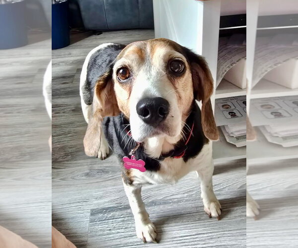 Medium Photo #7 Beagle Puppy For Sale in Tampa, FL, USA
