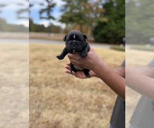 American Bully Puppy for sale in COVINGTON, GA, USA