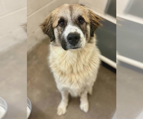 Medium Photo #1 Saint Bernard-Unknown Mix Puppy For Sale in Woodbury, NY, USA