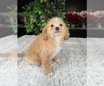 Small Photo #4 Cavapoo Puppy For Sale in GREENWOOD, IN, USA