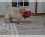 Small #10 Golden Retriever