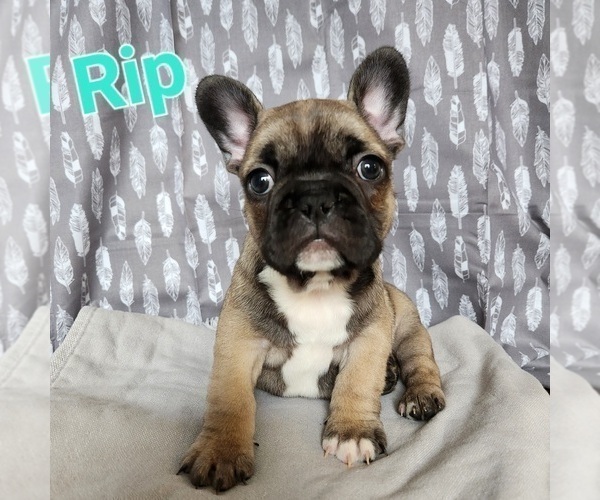 Medium Photo #1 French Bulldog Puppy For Sale in MORGANTOWN, PA, USA