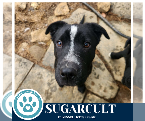 Medium Photo #15 Border Collie-Unknown Mix Puppy For Sale in Kimberton, PA, USA