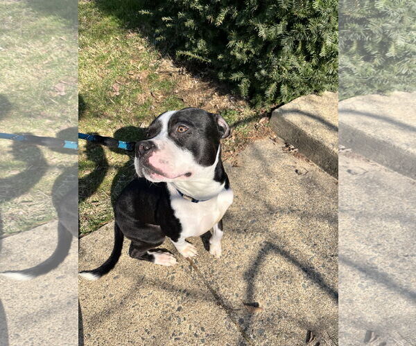 Medium Photo #4 American Pit Bull Terrier Puppy For Sale in Rockville, MD, USA