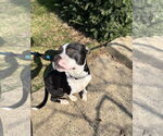 Small #3 American Pit Bull Terrier
