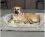 Small #1 Labrador Retriever Mix