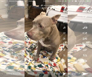 American Pit Bull Terrier Dogs for adoption in Chandler, AZ, USA
