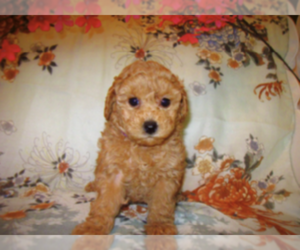 Poodle (Toy) Litter for sale in EUDORA, KS, USA