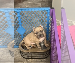 American Bully Puppy for sale in HOPE MILLS, NC, USA