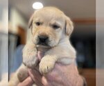 Small Photo #143 Labrador Retriever Puppy For Sale in HIGH POINT, NC, USA