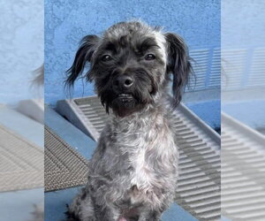 Maltese-Unknown Mix Dogs for adoption in Corona, CA, USA