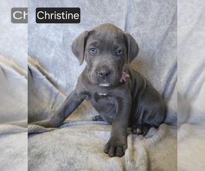 Cane Corso Puppy for sale in MINERAL WELLS, WV, USA