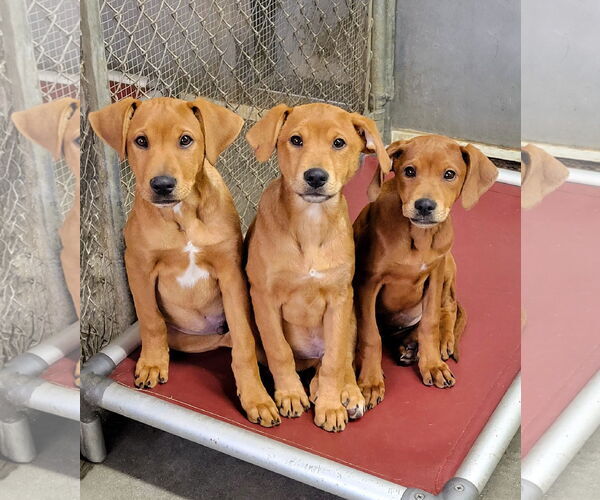 Medium Photo #12 Doberman Pinscher-Unknown Mix Puppy For Sale in Unionville, PA, USA