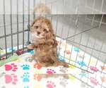 Small #8 ShihPoo