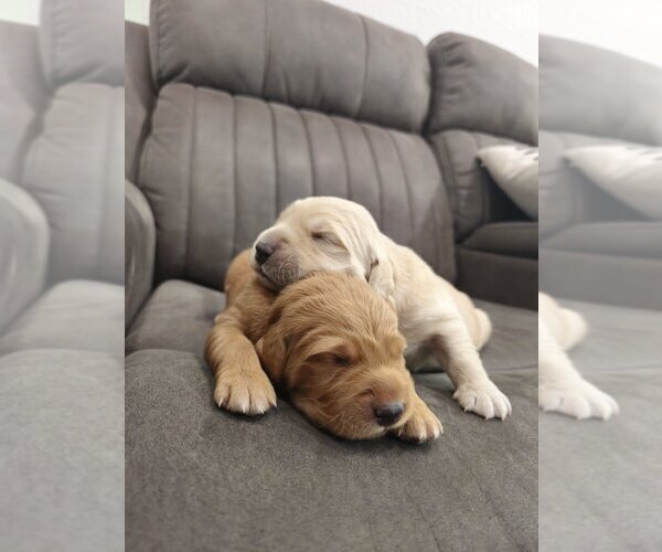 Medium Photo #4 Golden Retriever Puppy For Sale in SACRAMENTO, CA, USA