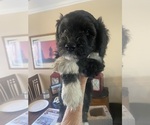 Puppy Bear Miniature Australian Shepherd-Poodle (Standard) Mix
