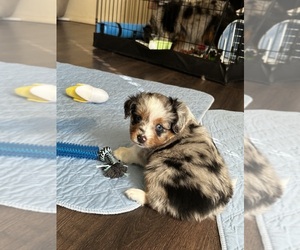 Miniature Australian Shepherd Puppy for Sale in CALDWELL, Idaho USA