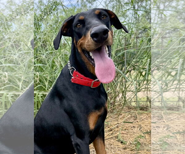 Medium Photo #4 Doberman Pinscher Puppy For Sale in Devine, TX, USA