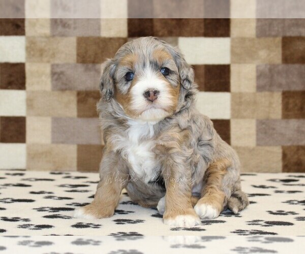 Medium Photo #1 Bernedoodle (Miniature) Puppy For Sale in DENVER, PA, USA