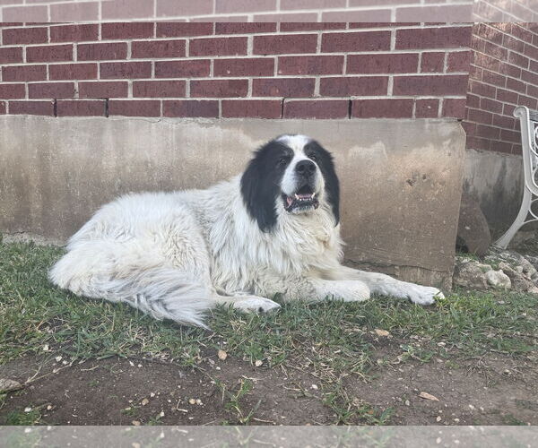 Medium Photo #4 Great Pyrenees Puppy For Sale in Spring, TX, USA