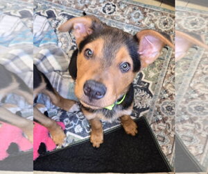 Mutt Dogs for adoption in New London, WI, USA