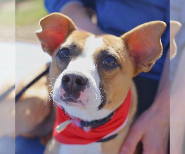 Medium Photo #1 Mutt Puppy For Sale in San Antonio, TX, USA