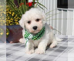 Bichon Frise Puppy for sale in ORO VALLEY, AZ, USA